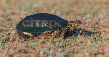 Citrix Provisioning Services – Upgrade is very Slow